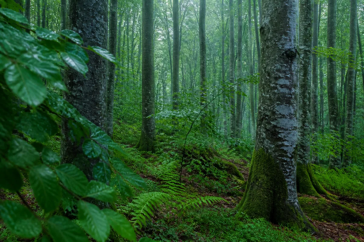 Sous-bois de hêtres après la pluie, feuillage vert profond et sol de mousse, lumière douce et diffuse