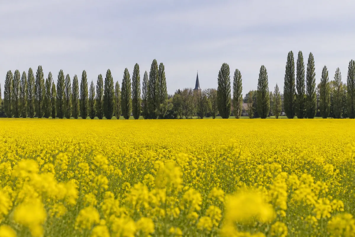 Champ de colza en fleur bordé d&rsquo;une rangée de peupliers au printemps