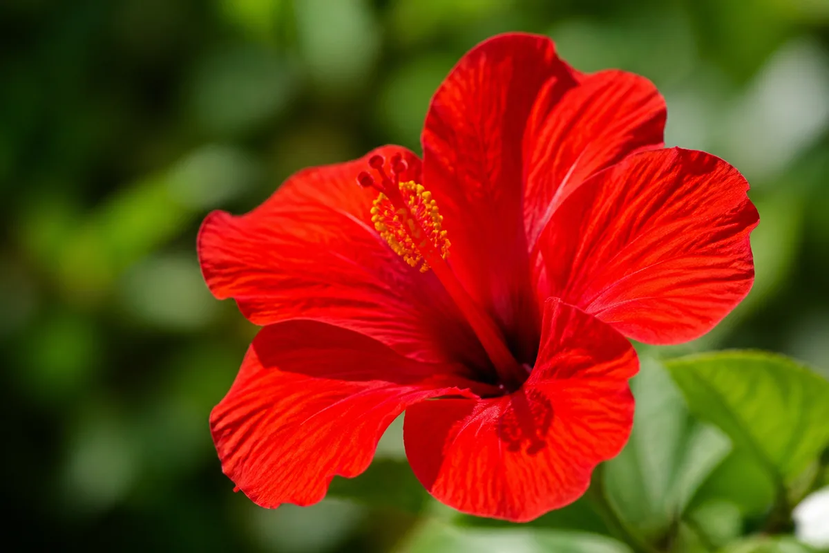 Détail d&rsquo;une fleur rouge intense sous lumière naturelle, texture des pétales visible