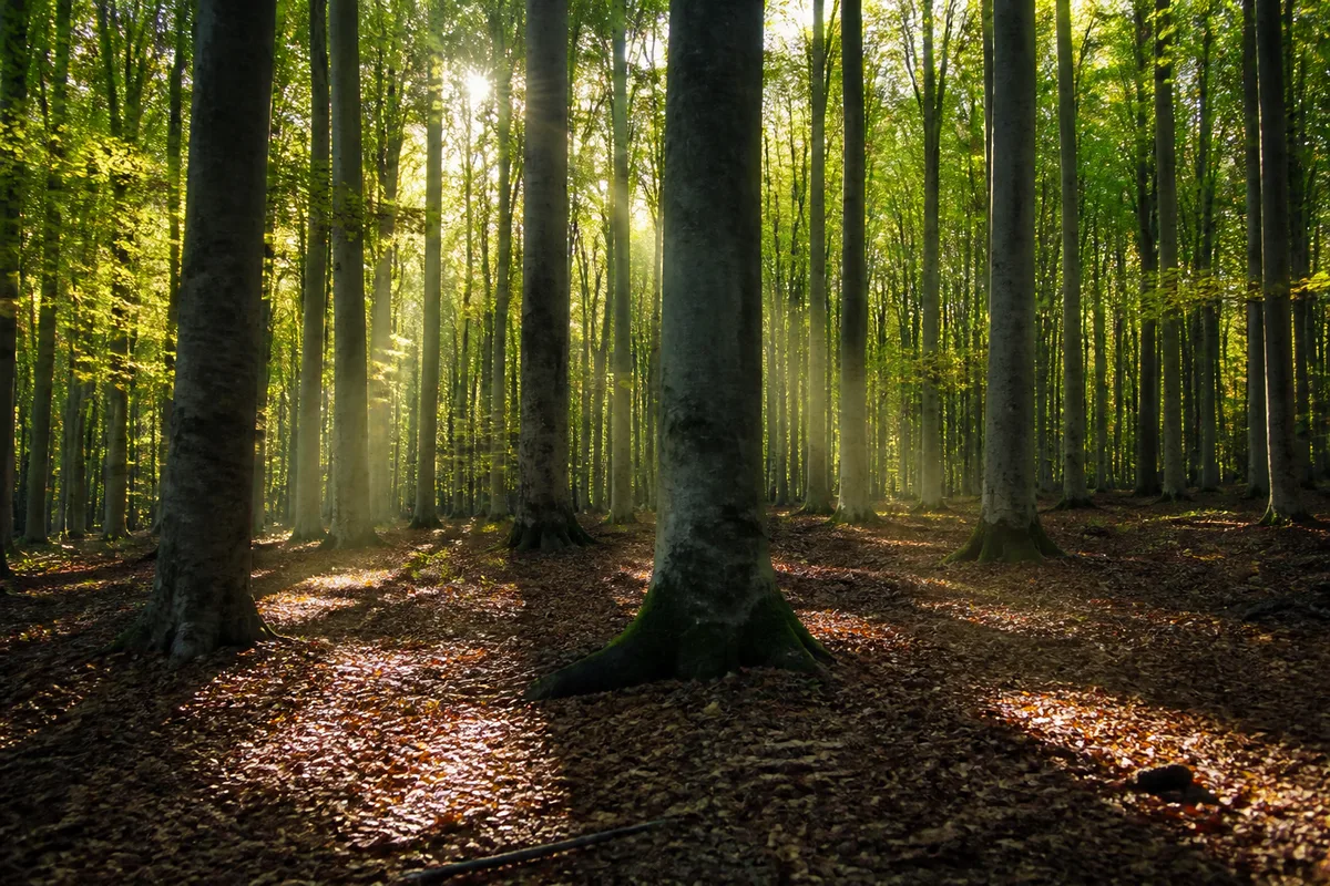 Sous-bois fortement contrasté avec taches de soleil au sol et zones d&rsquo;ombre profonde