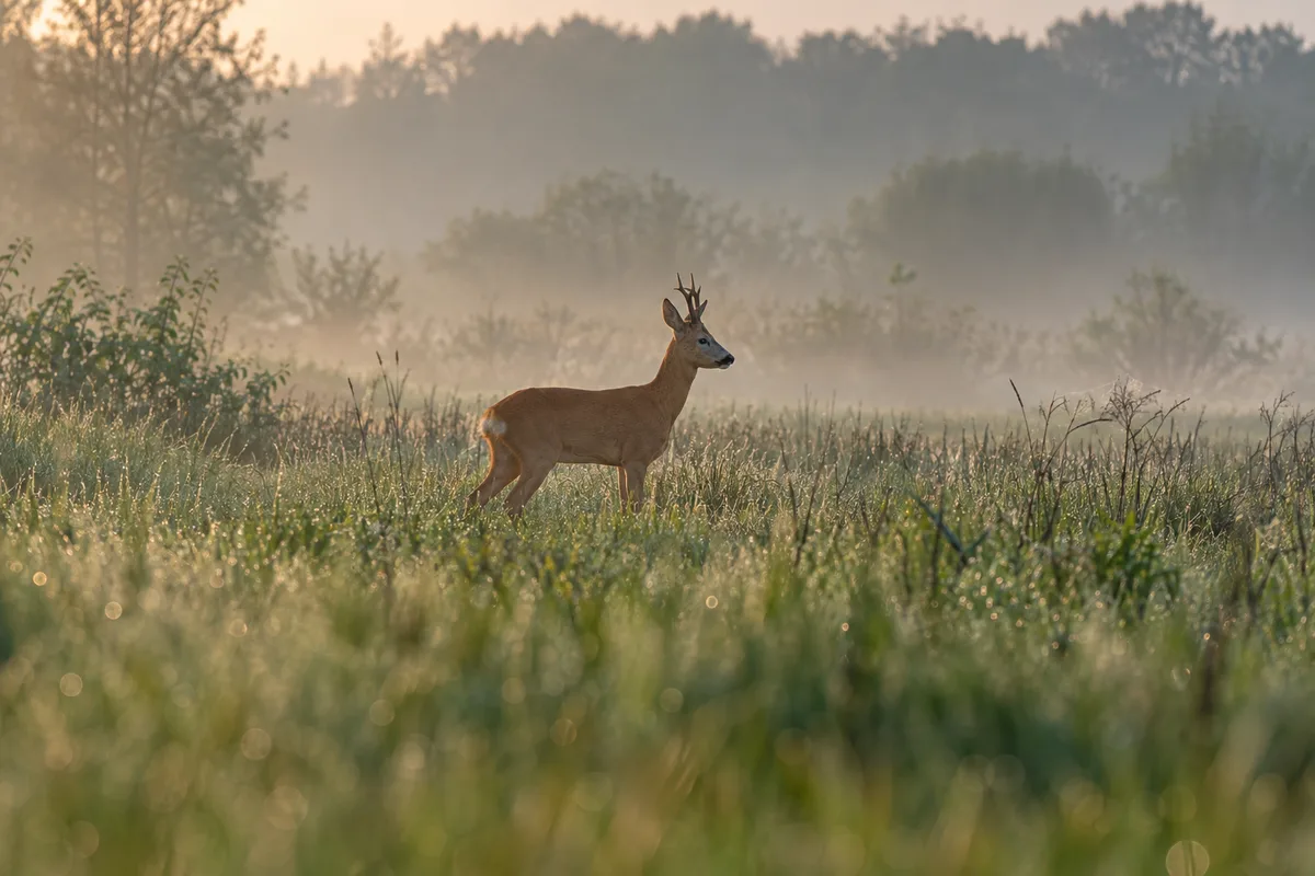 Chevreuil de profil à distance dans une prairie humide au lever du jour