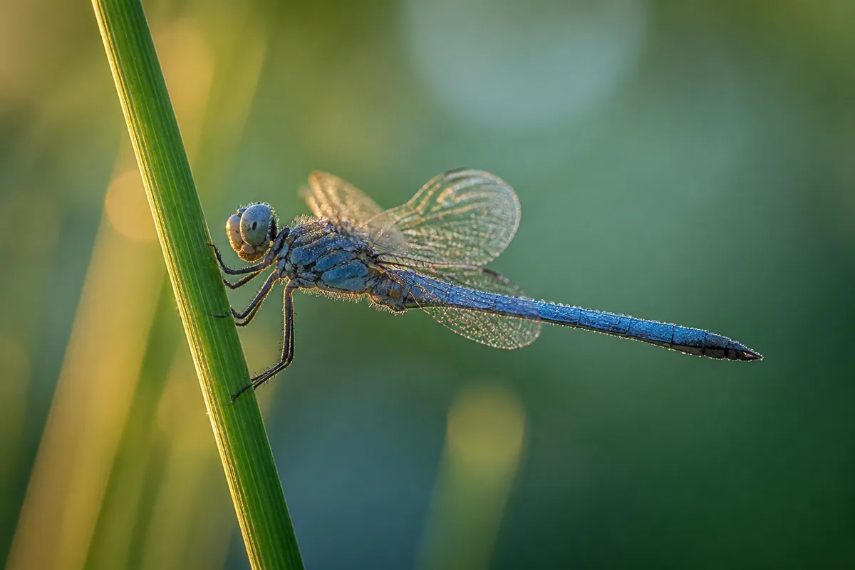 Libellule posée sur une tige, ailes nettes et détaillées, dans la lumière rasante du matin