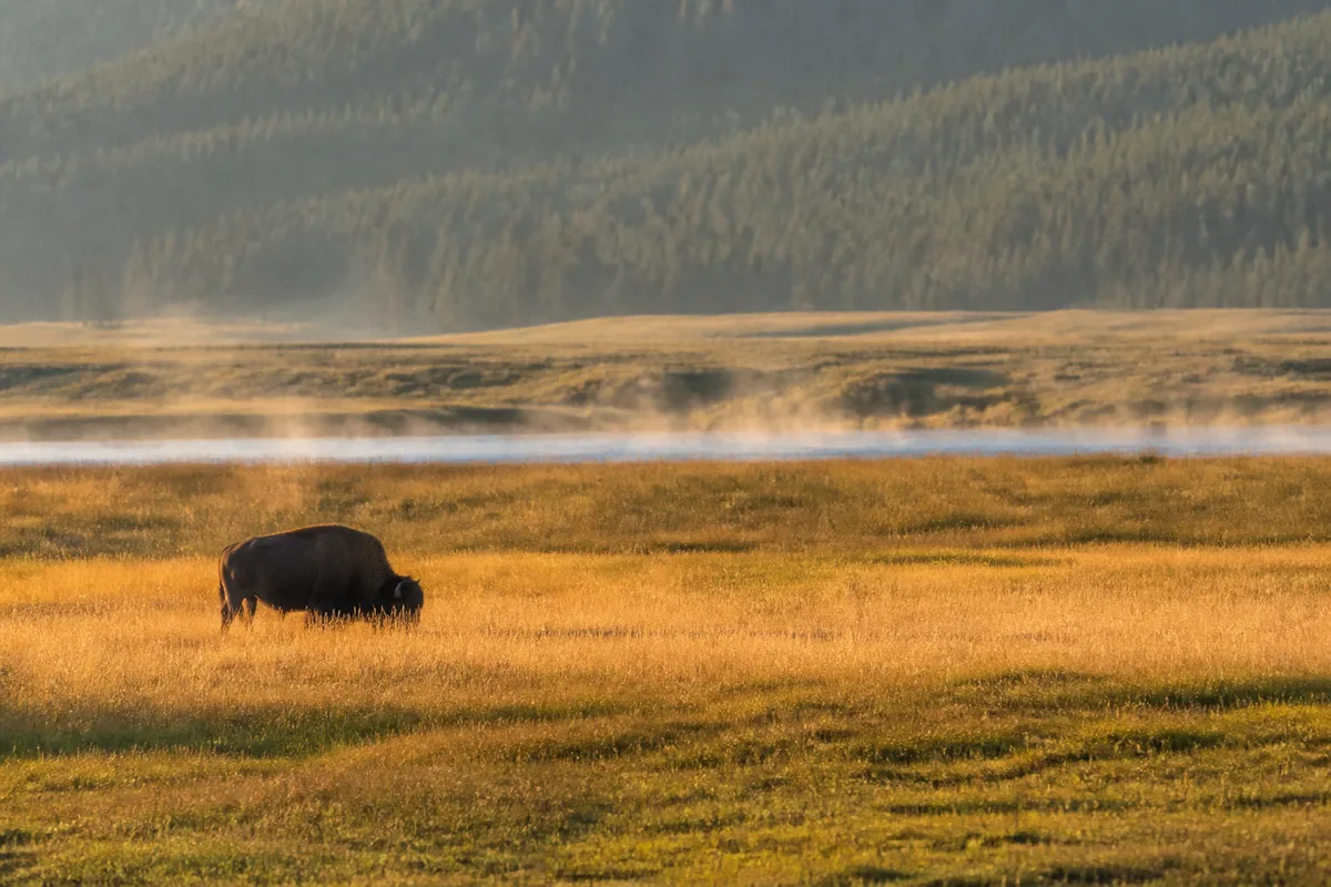 Bison photographié de loin au téléobjectif dans une vallée herbeuse à la lumière basse du matin